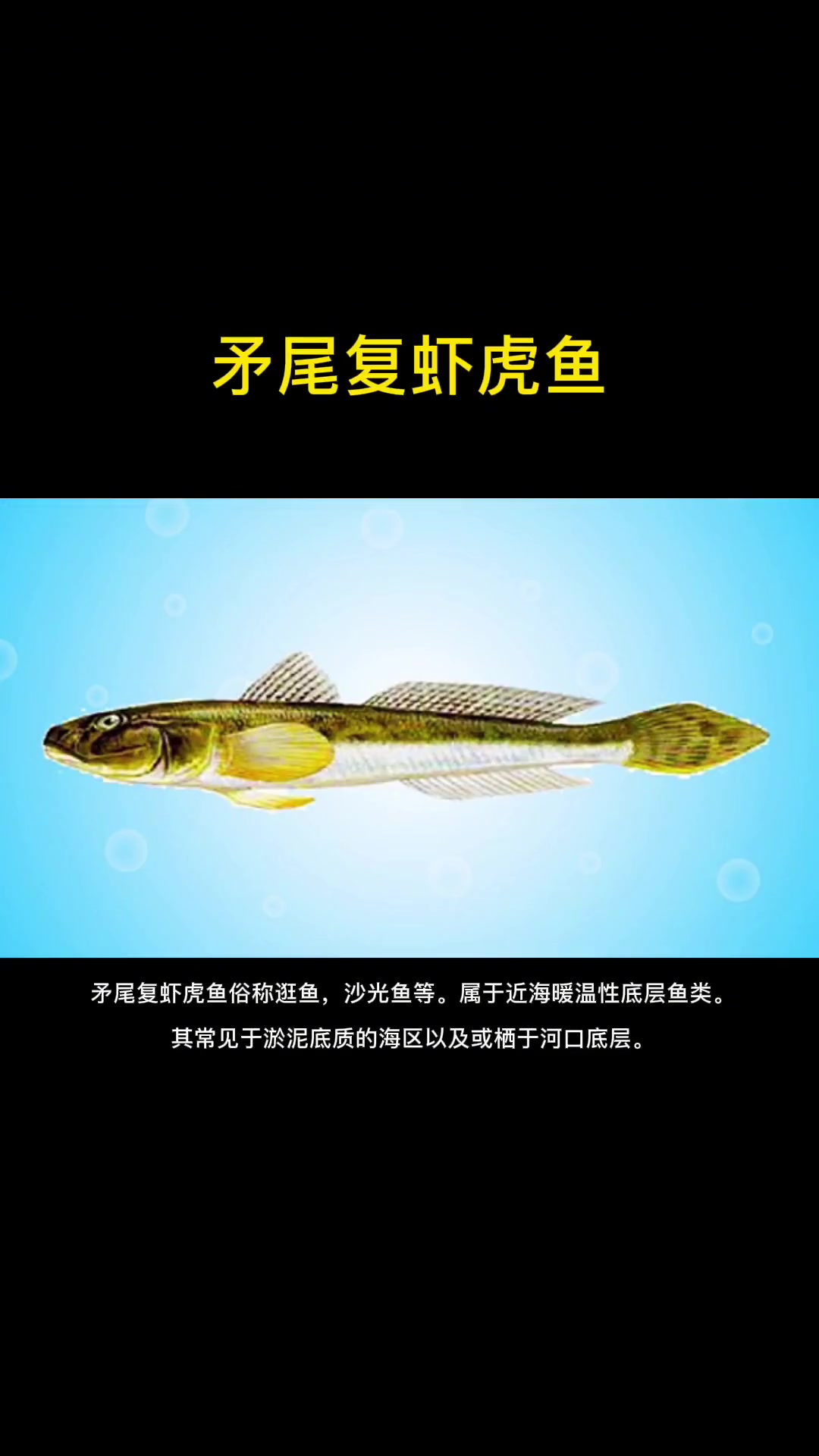 第7集|每天介绍一种路亚对象鱼之矛尾复虾虎鱼。逛鱼是最好钓的鱼,随便拿根竿,挂点沙蚕就上钩