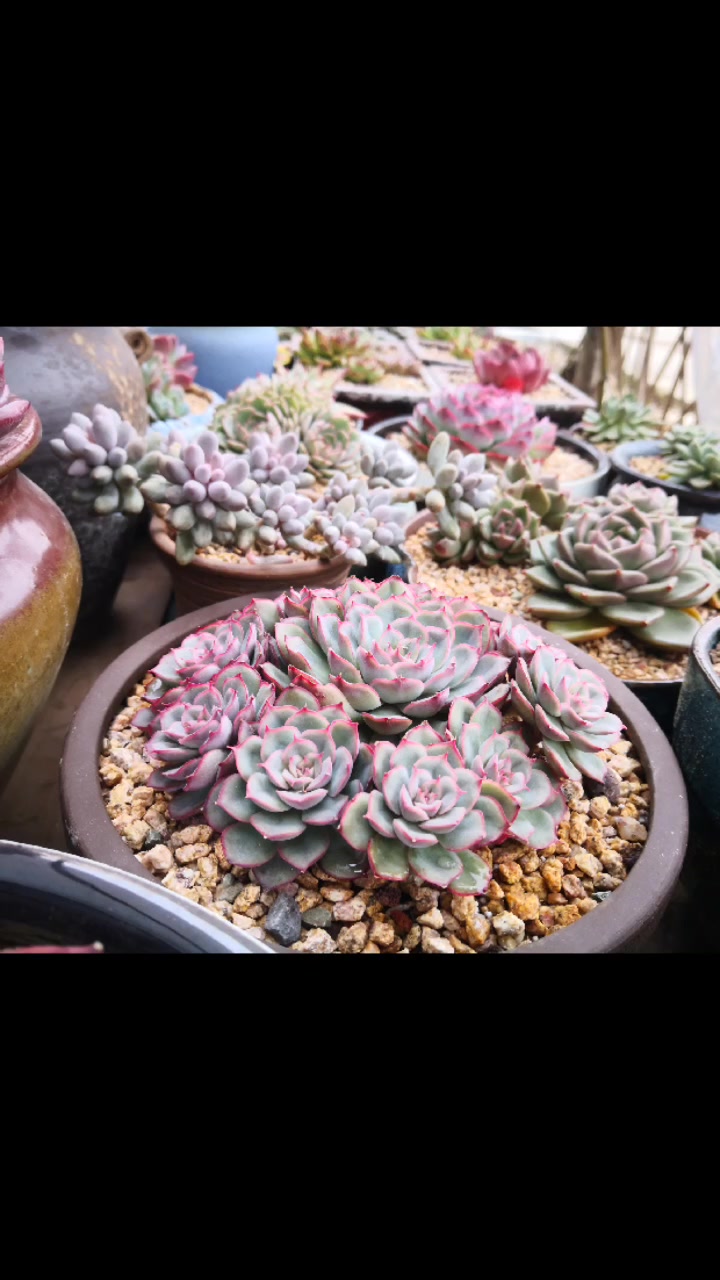 唯有多肉最养心纯欣赏!