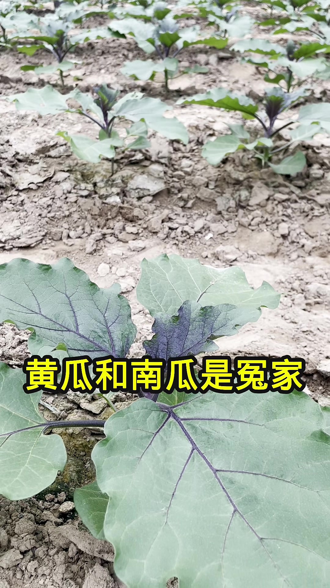 不能种在一起的冤家蔬菜