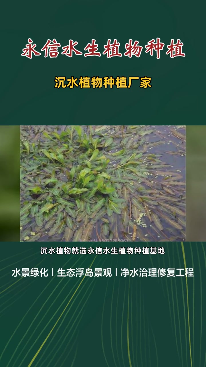 光叶眼子菜 沉水植物种植厂家 沉水植物种植基地