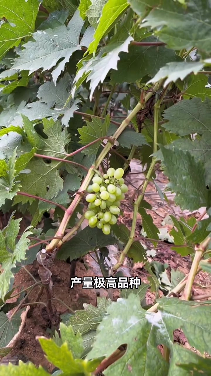 早熟品种无核白鸡心葡萄苗品种介绍,一级嫁接苗,包纯度