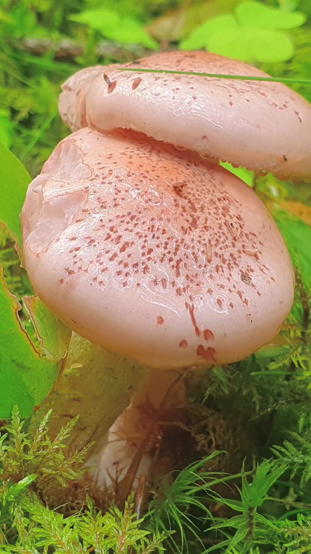 第109集|味道可与鸡枞油媲美的美味野生菌:变红蜡伞 萌知计划 科普 野生菌 蘑菇 菌子 