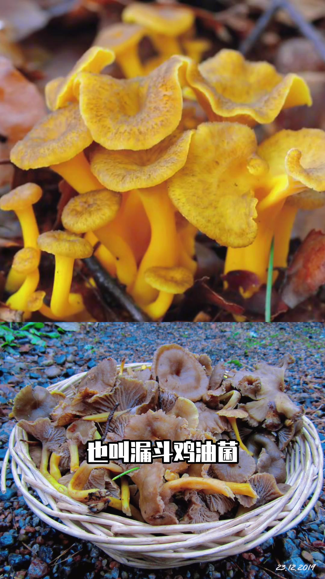 第115集|整体酷似喇叭的美味可食野生菌:管形鸡油菌 萌知计划 科普 鸡油菌 野生菌 蘑菇