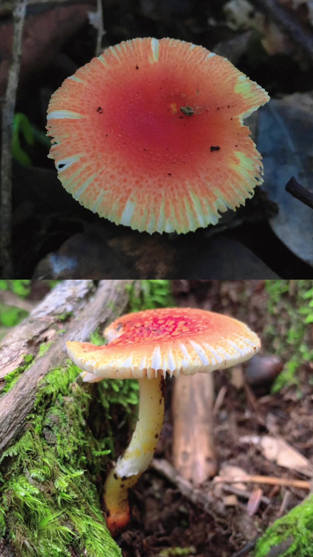 第117集|脚上穿靴的美艳毒蘑菇:红托鹅膏菌 毒蘑菇 科普 野生菌 鹅膏菌 采蘑菇