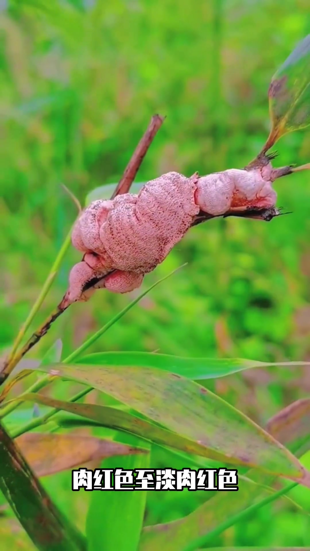 第98集|竹子上长出来的药用真菌:竹黄 萌知计划 科普 野生菌 大自然的馈赠 蘑菇