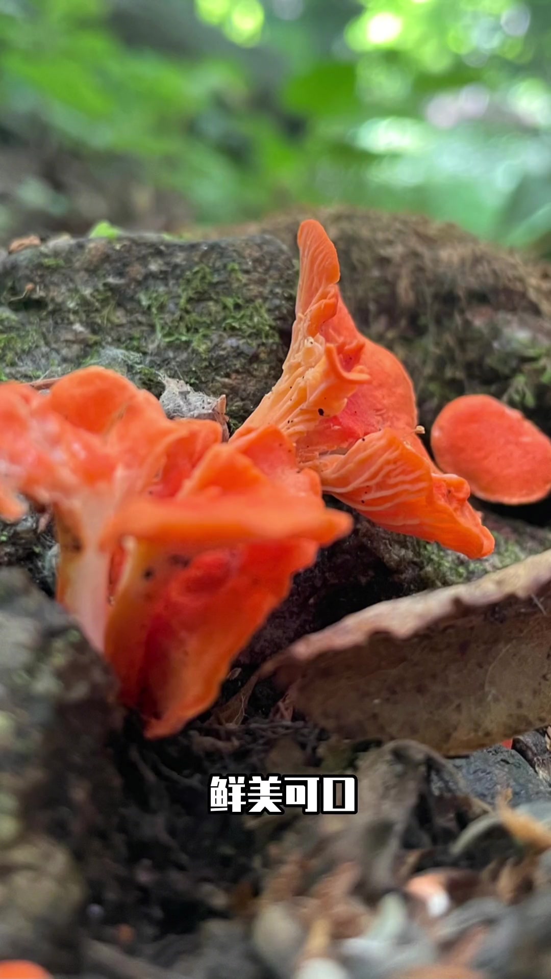 第138集|外形酷似红色喇叭的野生蘑菇:红鸡油菌 萌知计划 科普 野生菌 蘑菇 科普一下