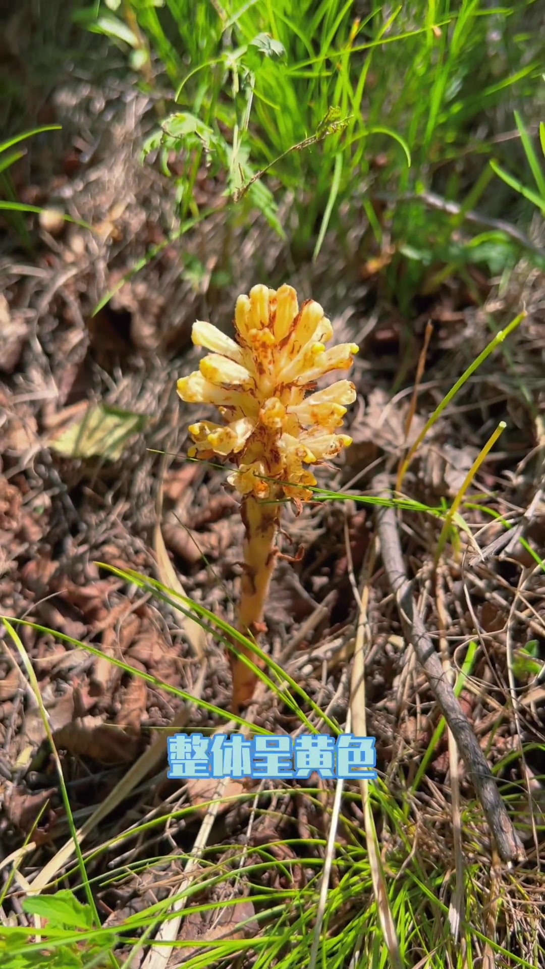 这是黄花列当，俗称草苁蓉、兔子拐棒，是一种多年生寄生草本植物 萌知计划 科普 大自然 植物