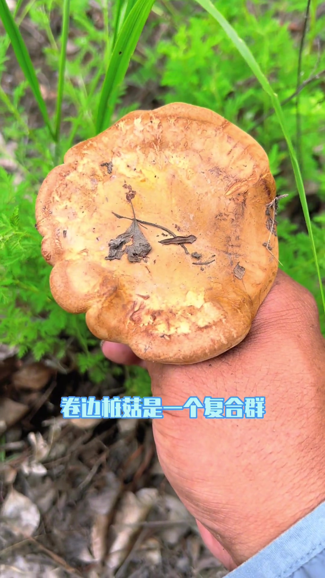 记载有毒,但东北、内蒙地区百姓却采食的蘑菇:卷边桩菇 科普 蘑菇 采蘑菇 毒蘑菇 野生菌