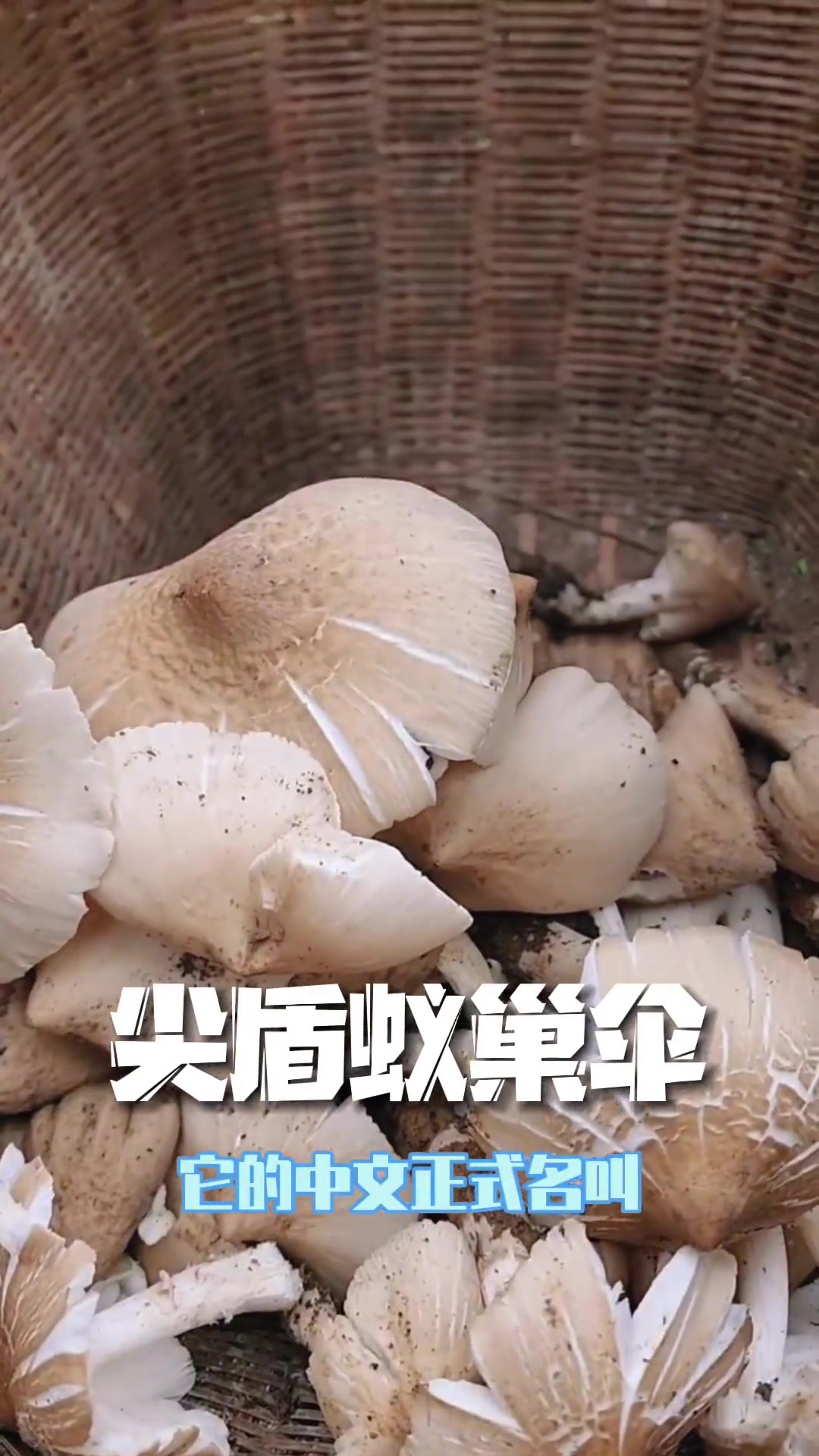鸡枞菌的功效与作用禁忌