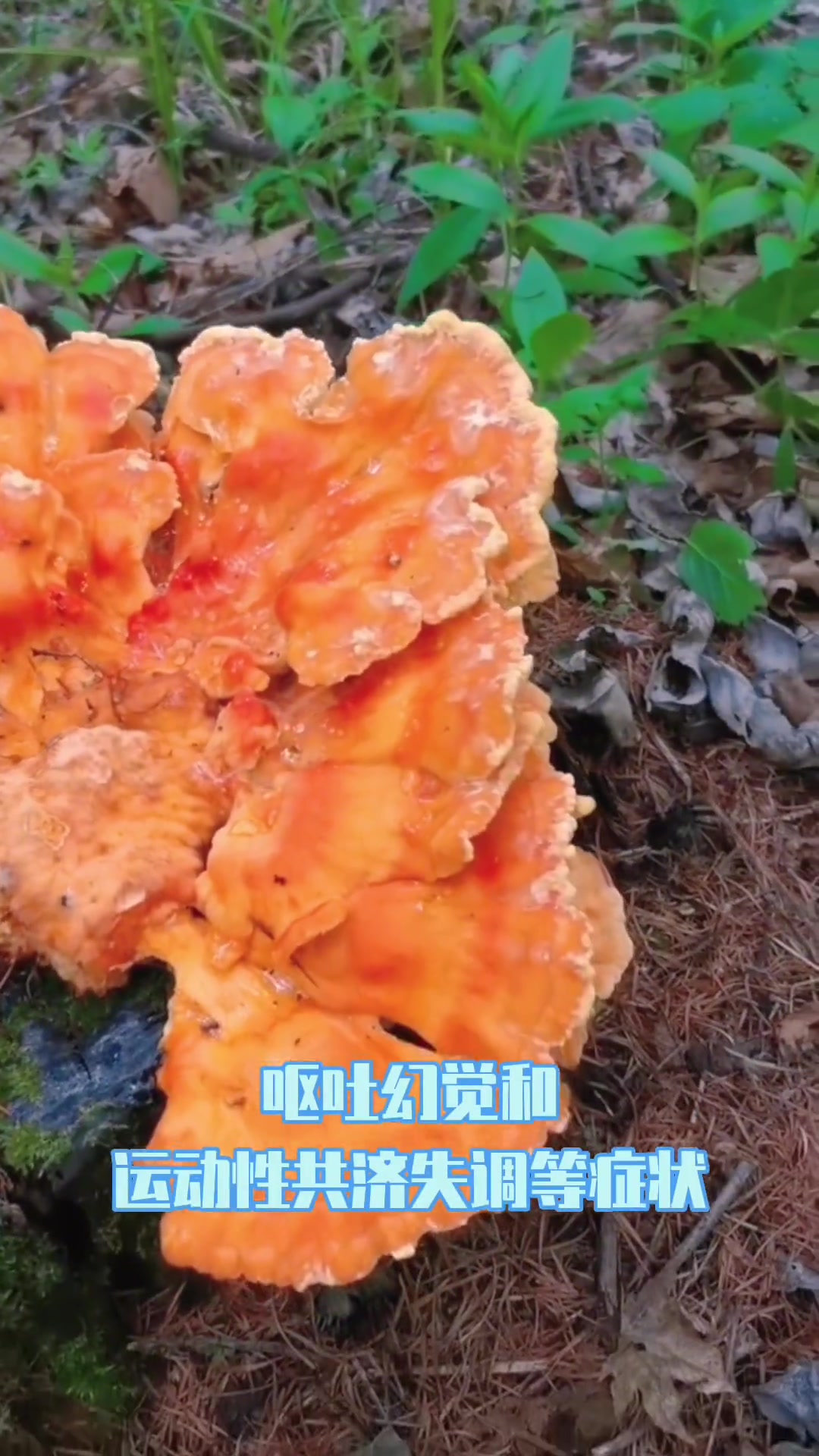 这是奶油孔菌,俗称树筋蘑、树鸡蘑、硫磺菌,幼时可食 萌知计划 野生菌 大自然 科普 上山采