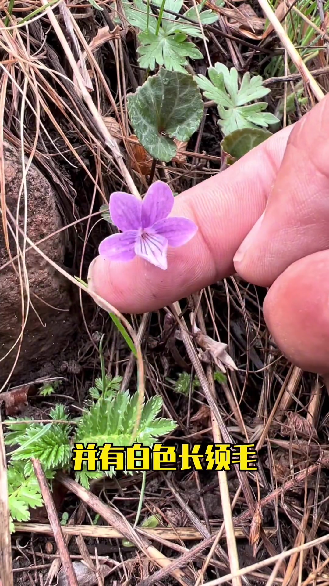 以形取名的野生植物:斑叶堇菜 萌知计划 大自然 植物 大自然的搬运工 一日一植物 科普 奇