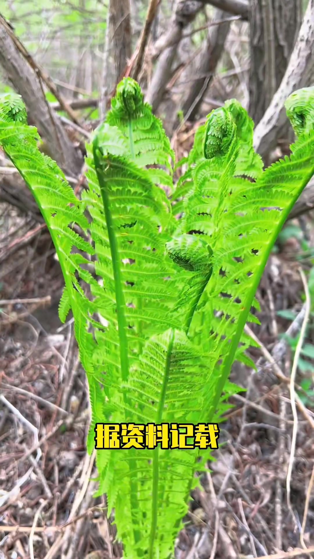 这是一种多年生蕨类植物,正式名叫荚果蕨,其它俗称叫野鸡膀子、黄瓜香、广东菜、小叶贯众,嫩茎