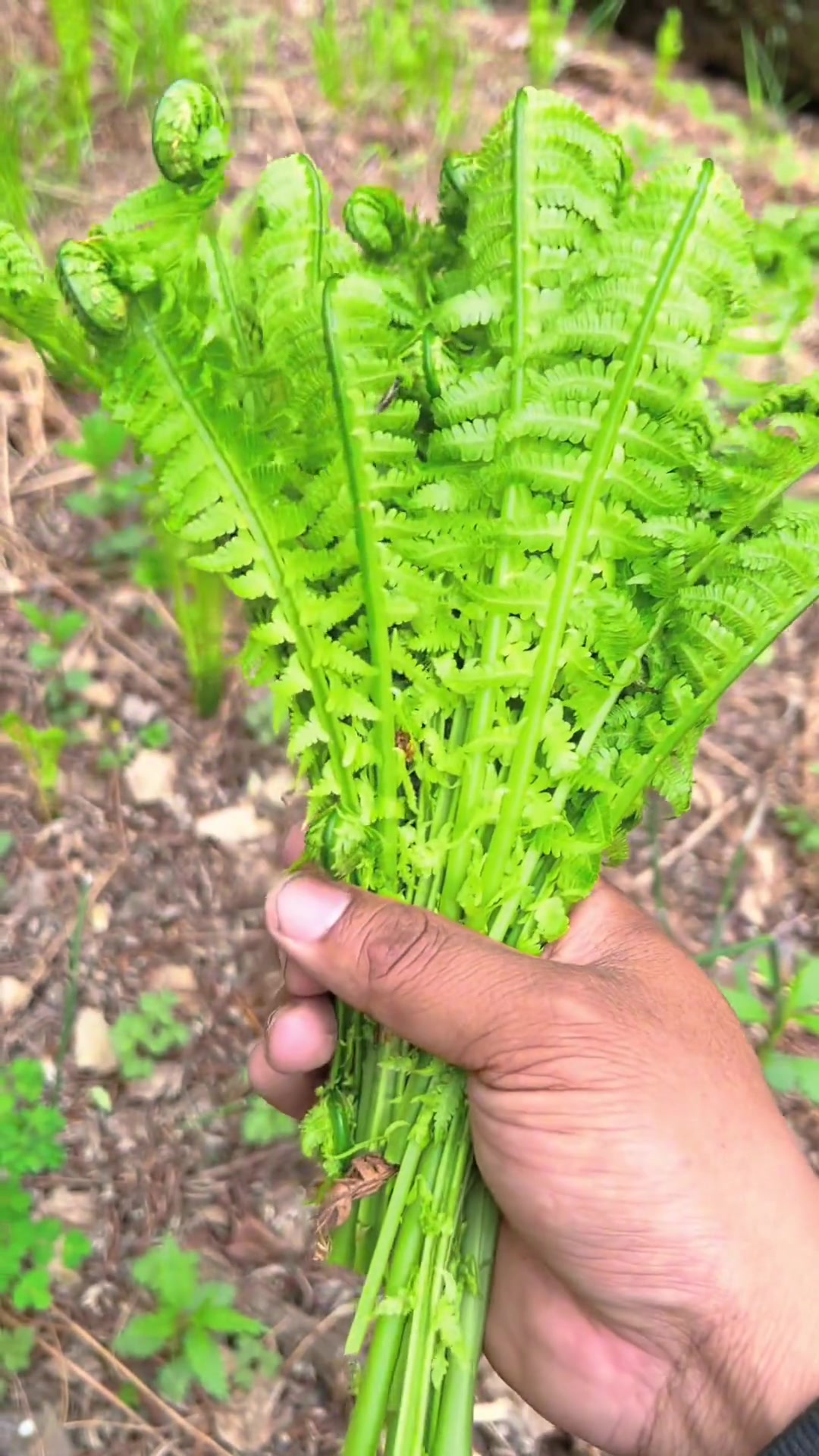 发现一片野鸡膀子,采点回家炒肉吃 萌知计划 大自然 植物 新农人计划 三农 大山里的原生态