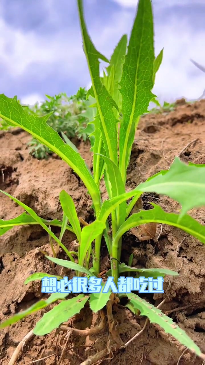 苣荬菜,朋友们应该都吃过吧 萌知计划 植物科普 大自然 野菜 野生植物 大自然的馈赠 植物