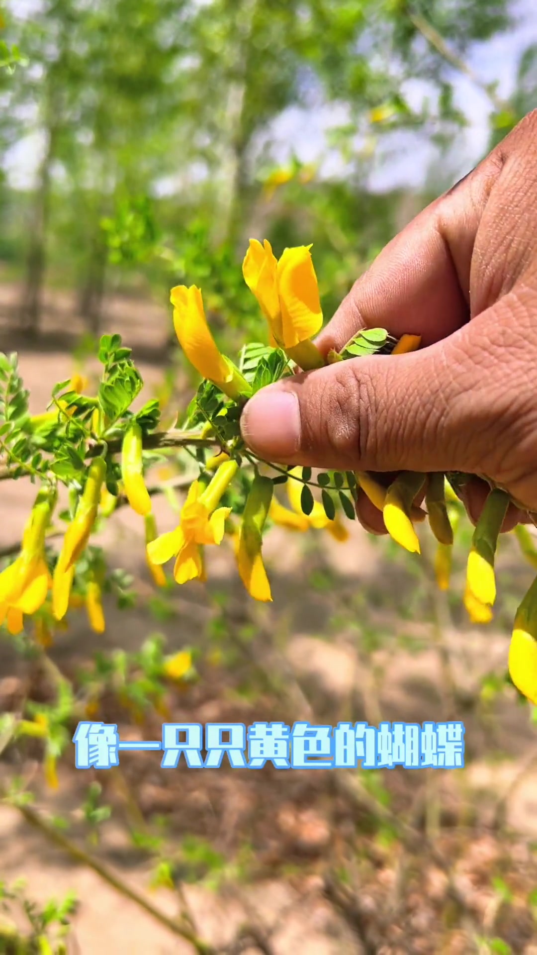 这个在路边经常能见到的灌木植物叫小叶锦鸡儿,它的花可食 萌知计划 植物科普 大自然 一日一