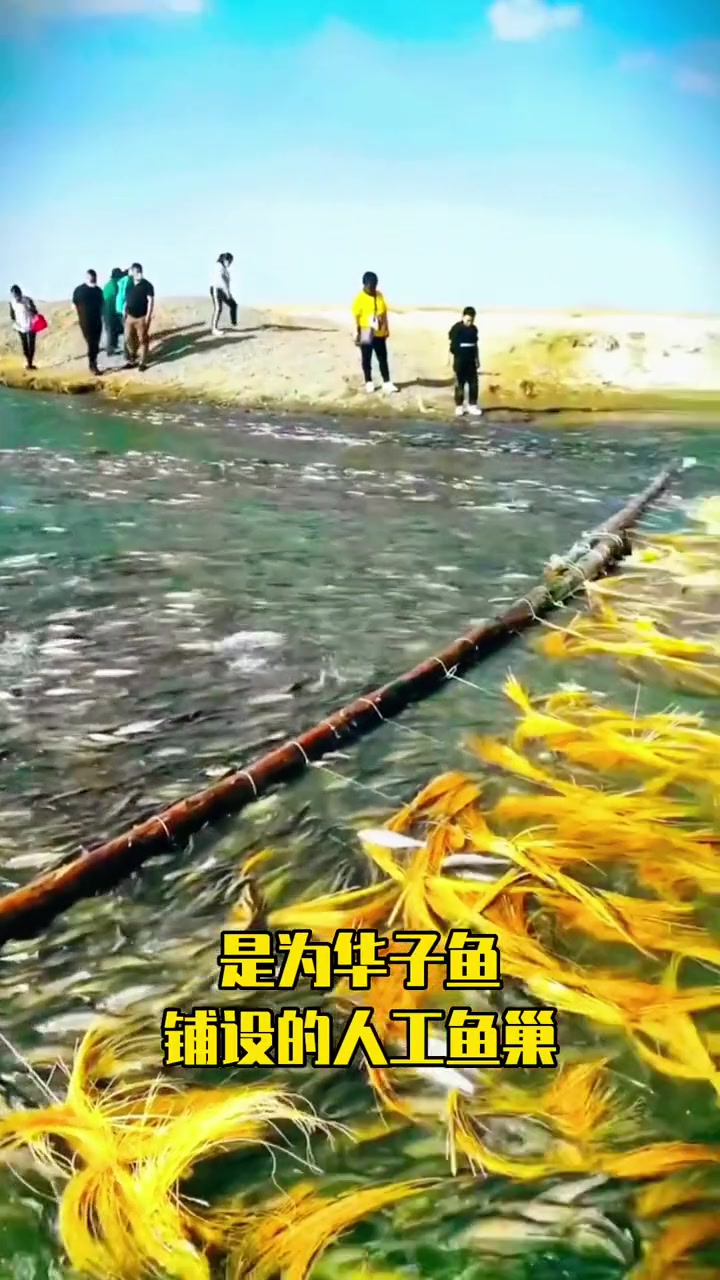 一场壮美的生命之旅:华子鱼洄游 萌知计划 神奇的大自然 鱼 大自然 好多鱼