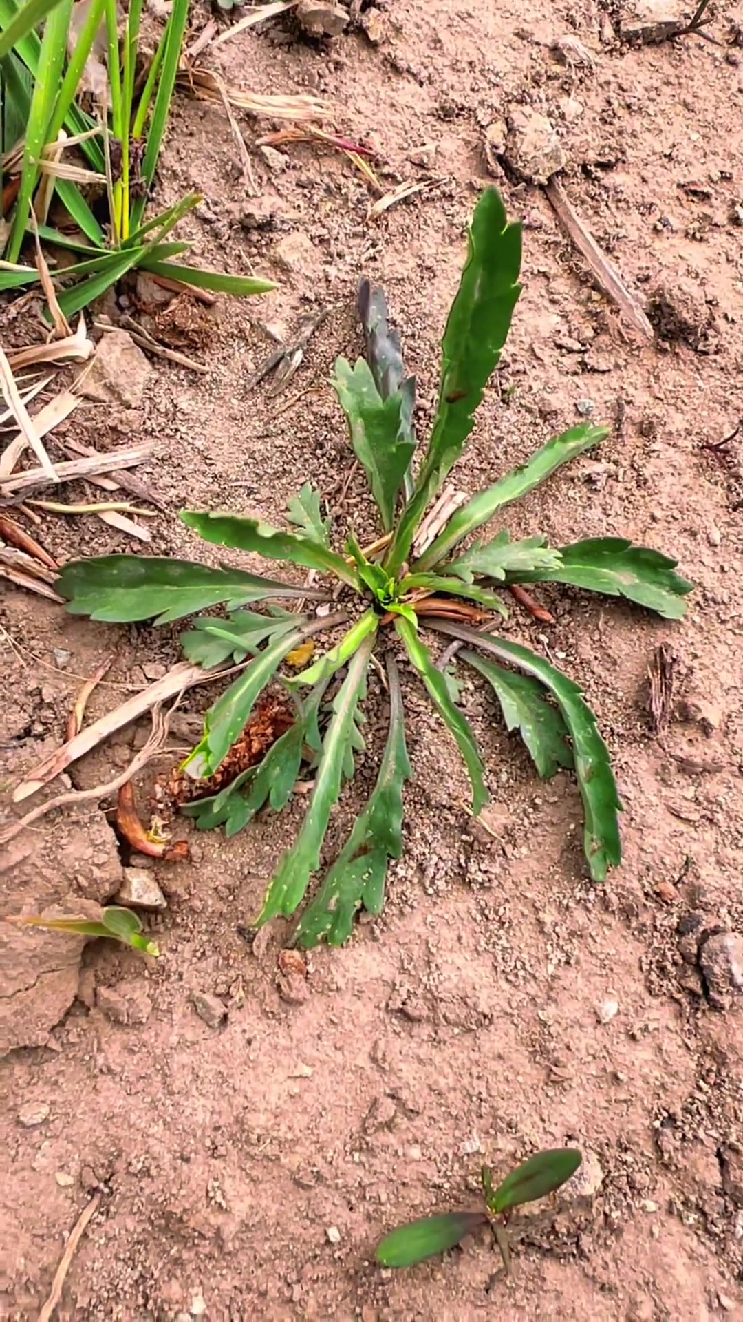 这个是独行菜,也是一种野菜,我童年会挖来吃它的根,辣辣的,但是感觉很快乐 萌知计划 科普 