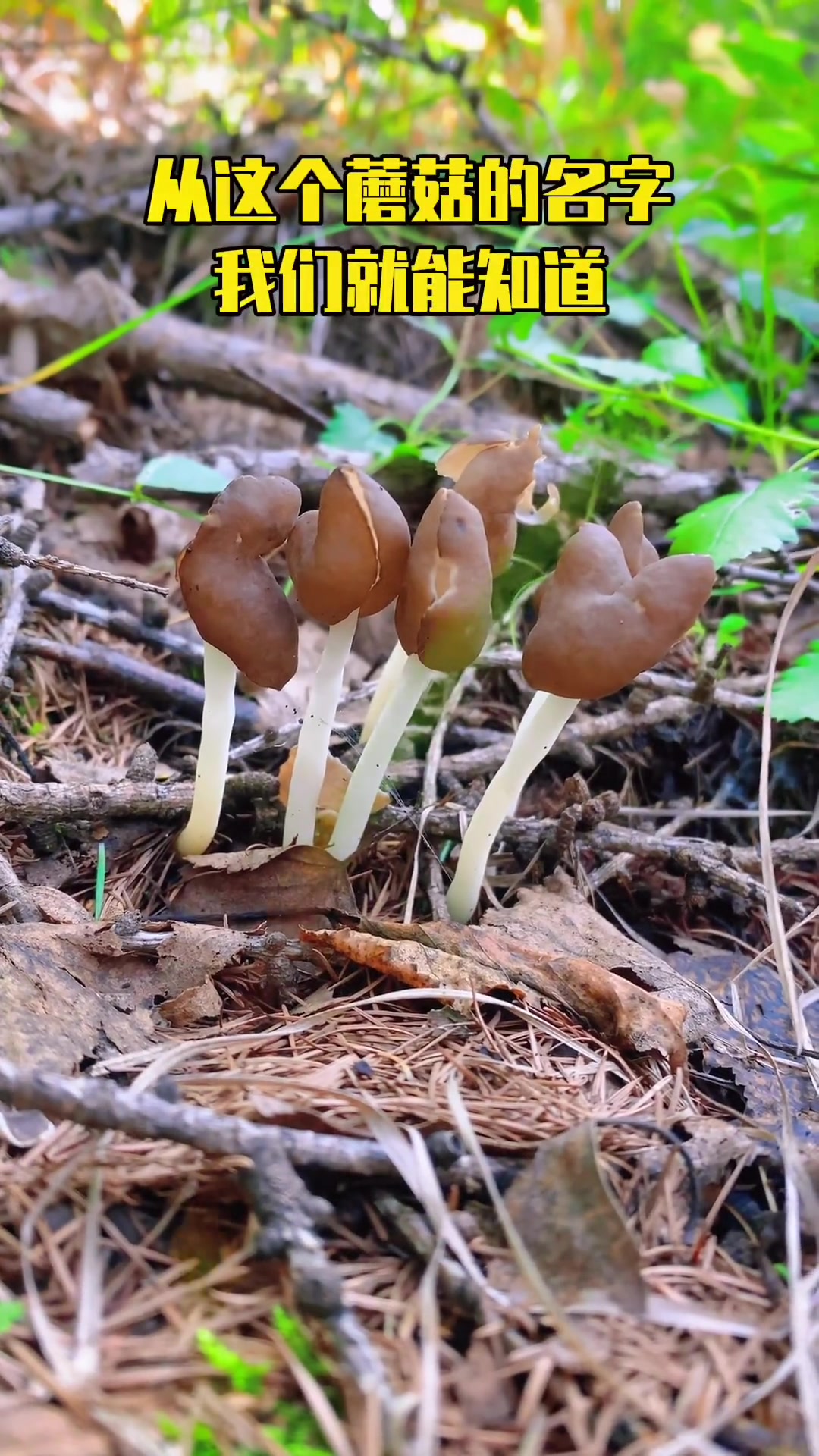 第16集|这个蘑菇的中文名叫马鞍菌,又叫弹性马鞍菌、细柄马鞍菌、鸡冠子蘑,有记载可食用,但