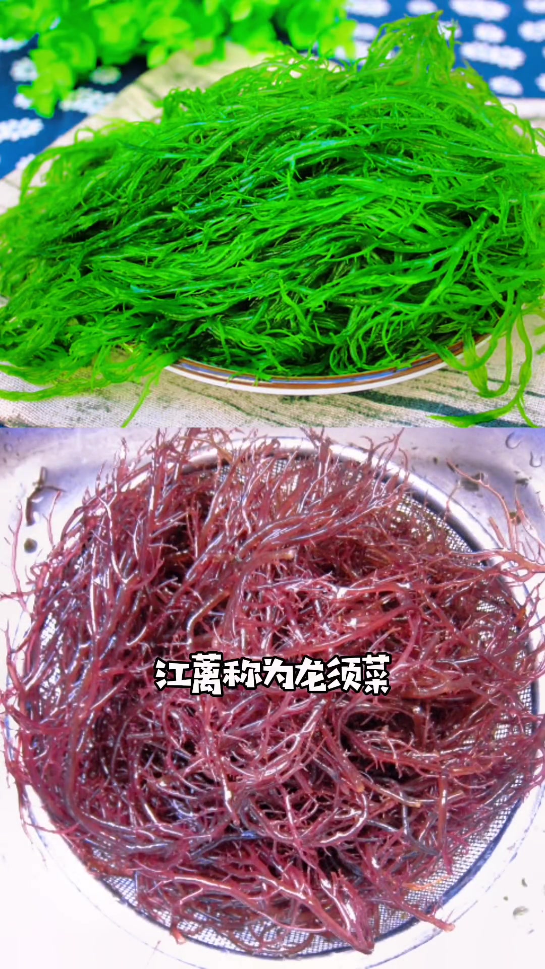 第6集|创作灵感 植物 大自然的馈赠 大自然 万物生长 花卉绿植 家乡野果 元宇宙 中草药