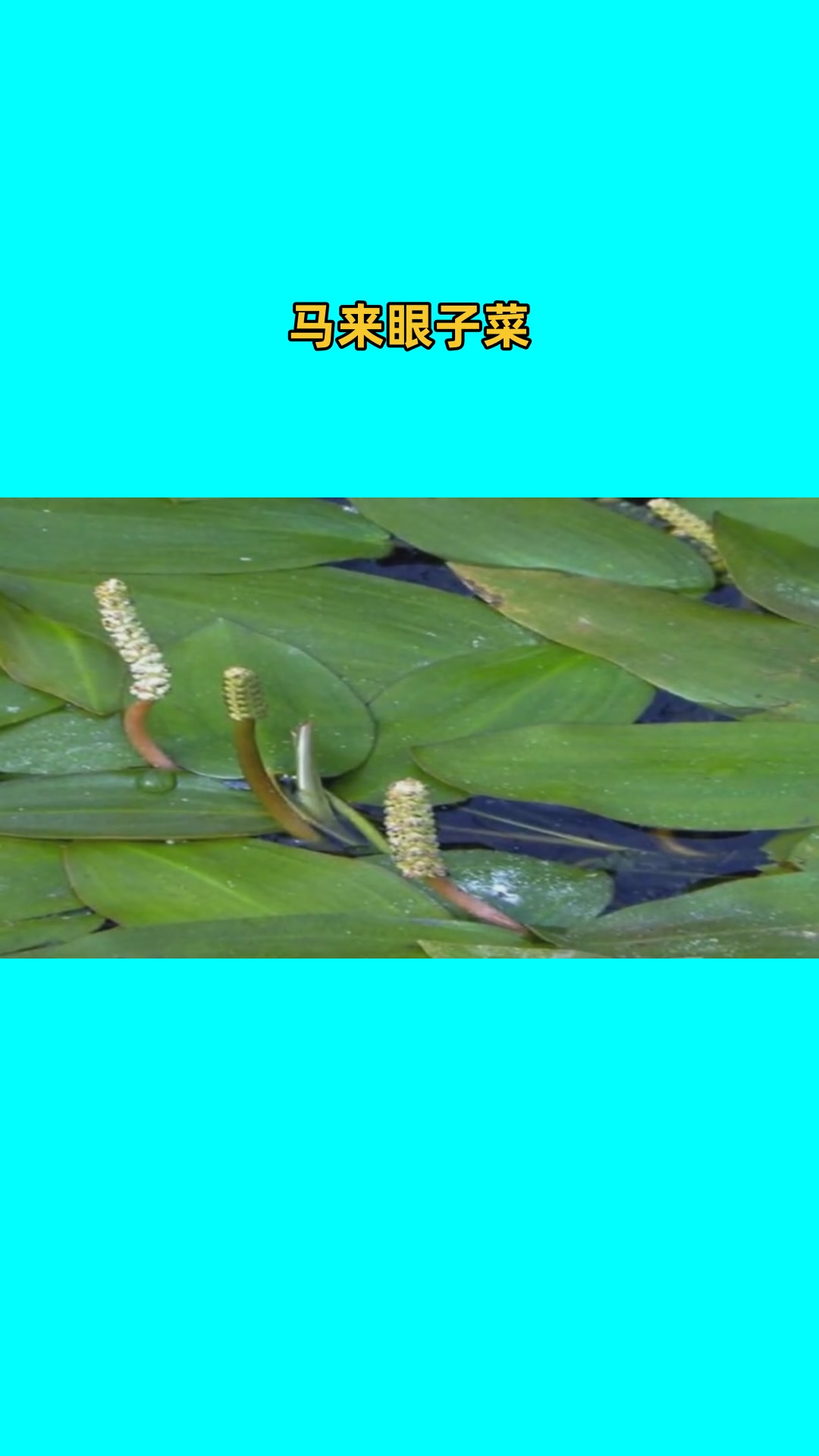 马来眼子菜种植
