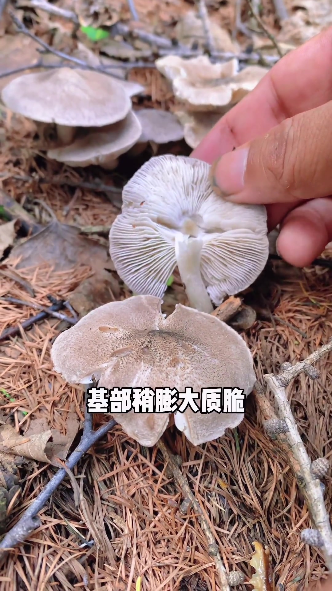 第69集|创作灵感 野生菌 采蘑菇 捡菌子 +小助手 棕灰口蘑又叫小灰蘑、灰老婆儿,是非常