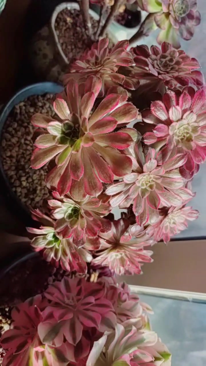 红覆轮瘾锦多长时间?