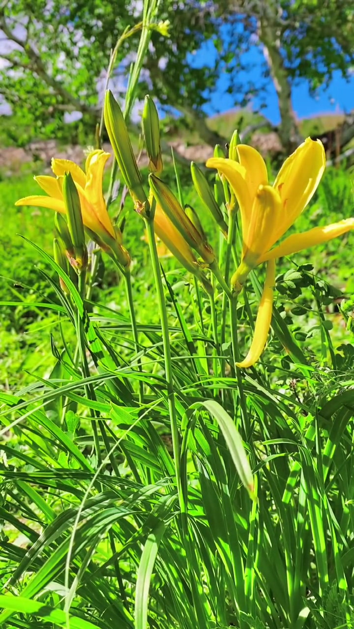 创作灵感 赶山人 三农 黄花菜 +小助手 萱草 你知道黄花菜的各种价值吗?