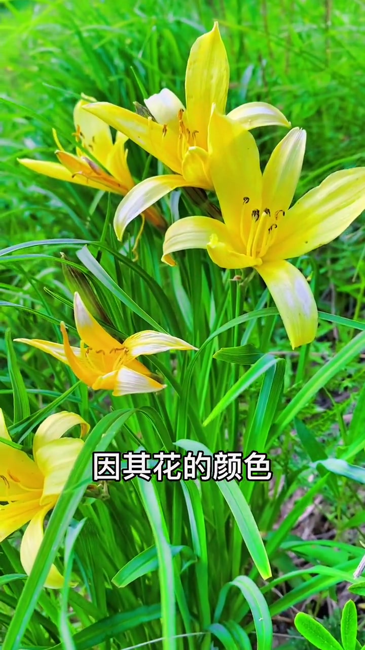 创作灵感 创作人计划 赶山人 忘忧草 +小助手 你知道多少黄花菜的别称?