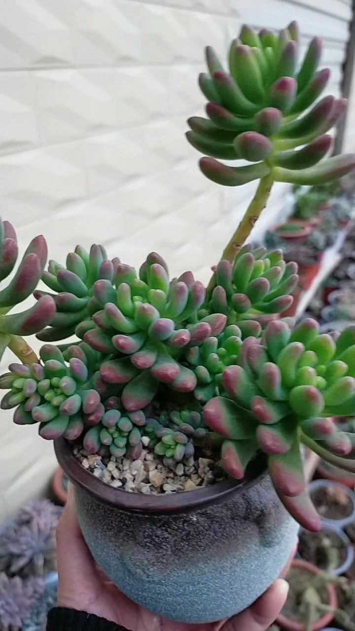 多肉植物春萌,开始出颜色了