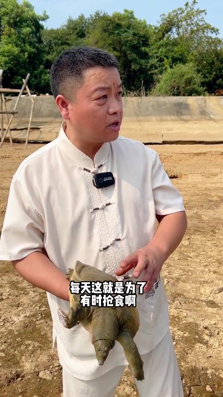 社长带你看食材|汉寿甲鱼甲天下