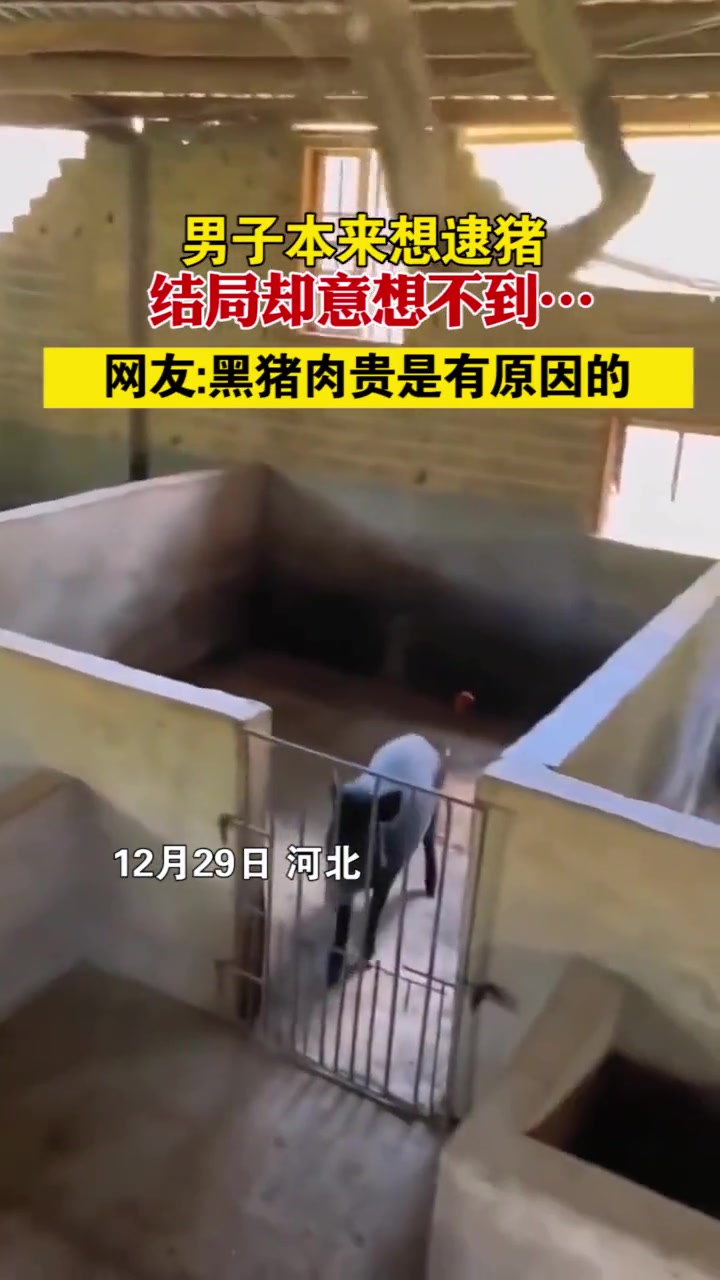男子本来想逮猪,结局却意想不到,网友:黑猪肉贵是有原因的(素材来源)