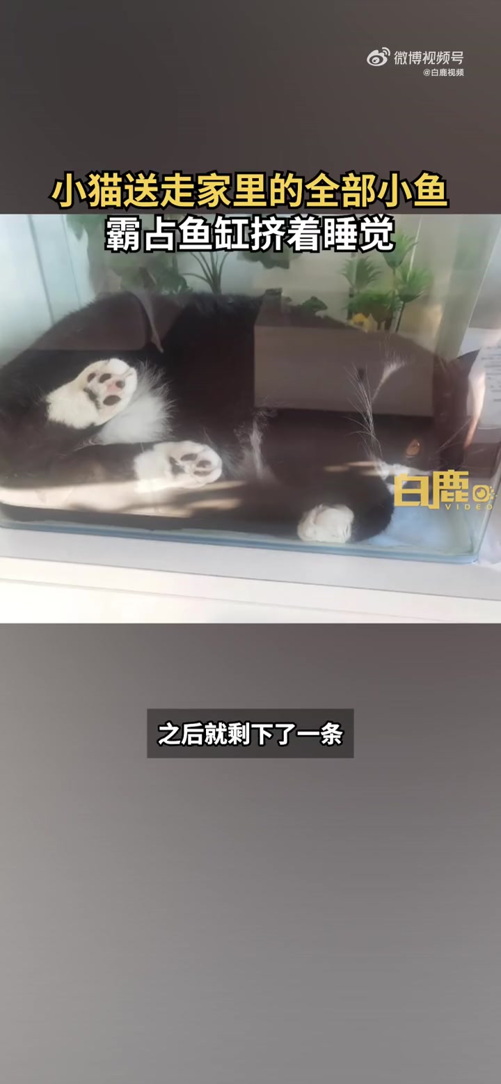 「小猫送走全部观赏鱼霸占鱼缸睡觉 猫主人:它觊觎鱼缸很久了」小猫送走全部鱼后霸占鱼缸睡觉 