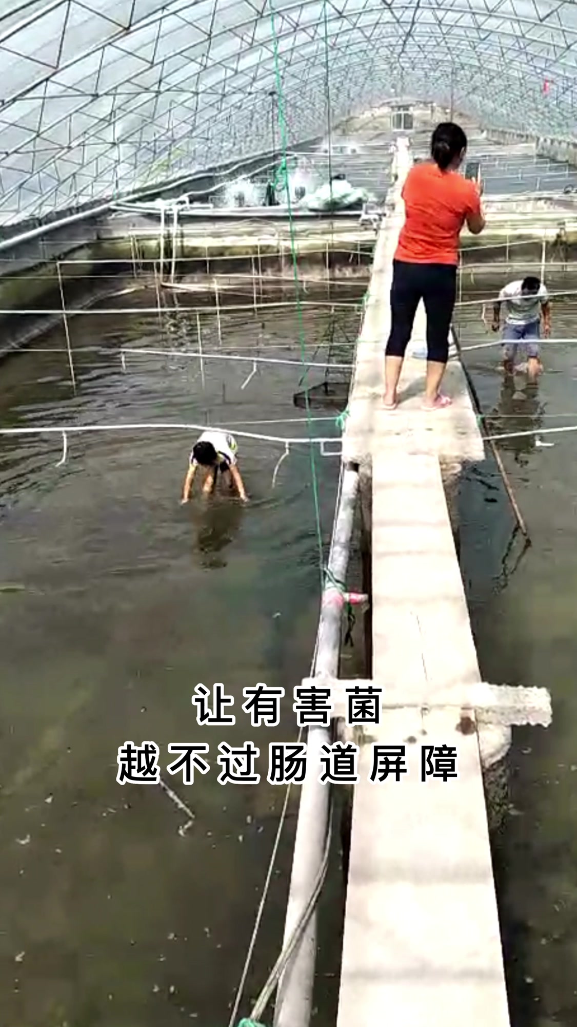 对虾转肝期学问多,这几个操作绝了