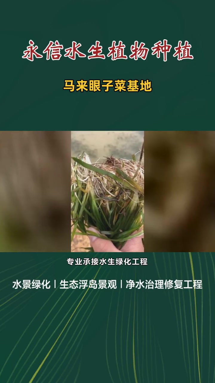 穿叶眼子菜 马来眼子菜基地 耐寒苦草基地