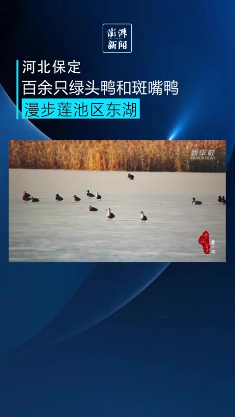 壮观!百余只绿头鸭和斑嘴鸭漫步河北保定东湖