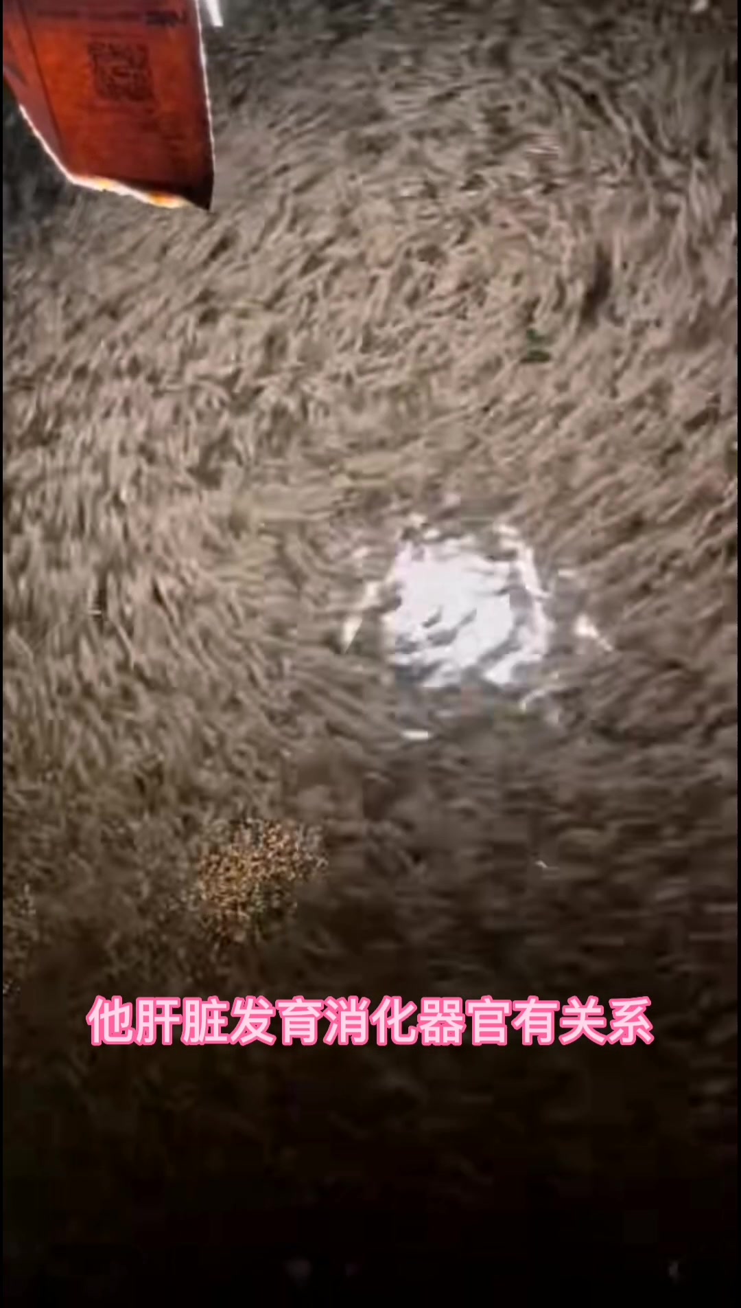 加州鲈水花闭口的原因