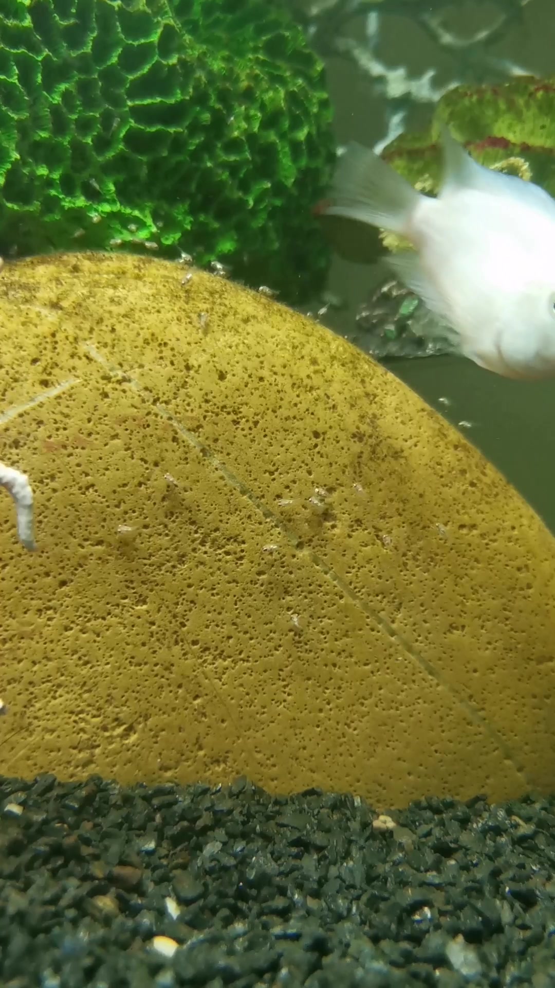 竖屏观自养红宝石及白鹦鹉鱼带娃记,六分钟视频。