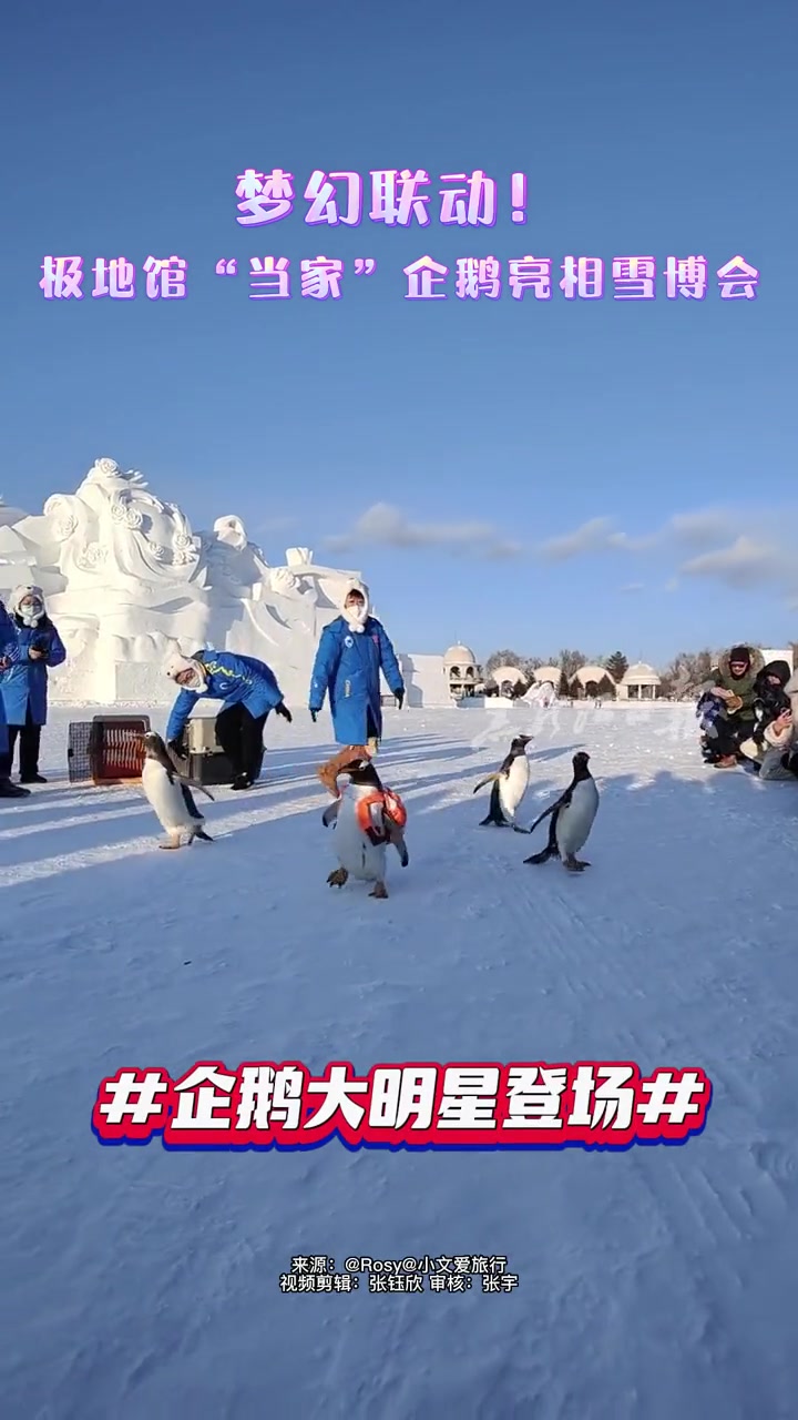 黑龙江太阳岛雪博会上小企鹅出场,谁能拒绝Q萌的小可爱呢?