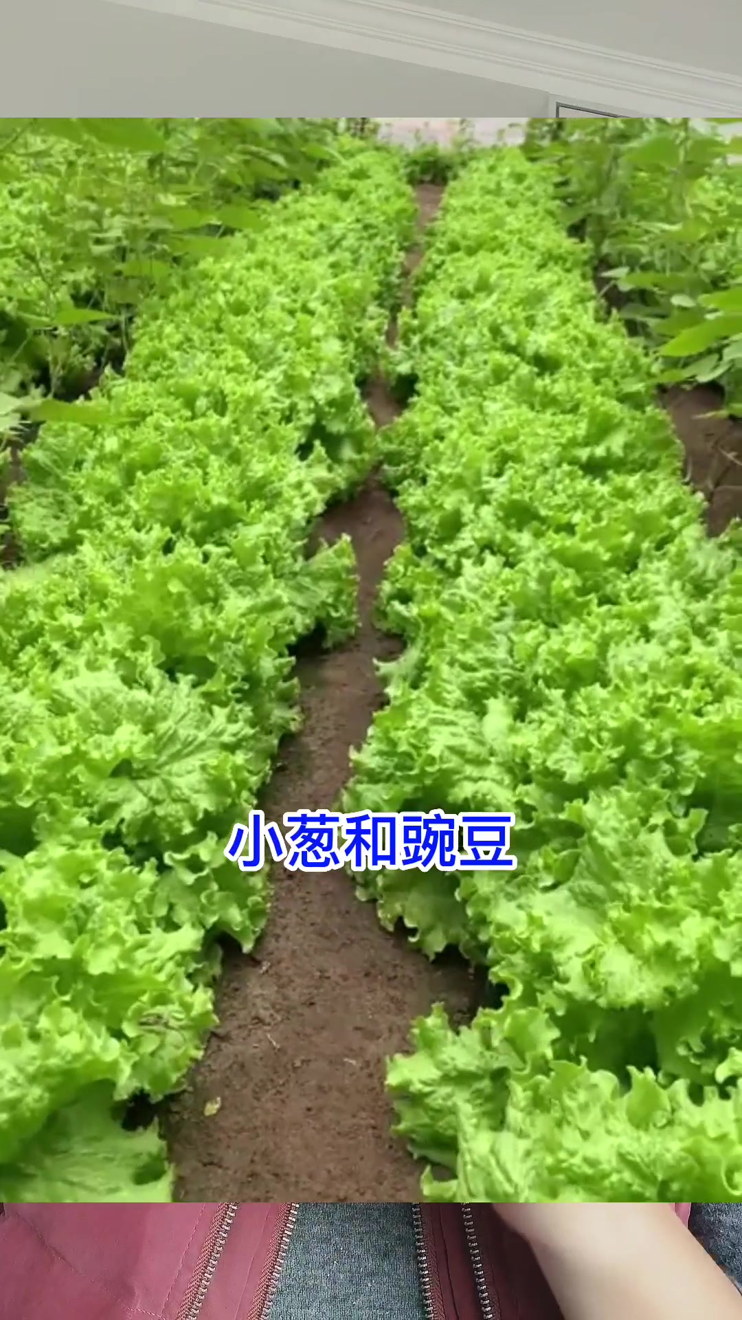 1月份种植,不怕低温不怕冻,有哪些蔬菜?