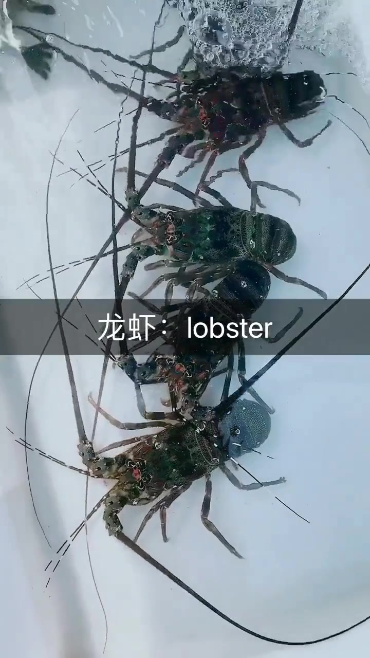 大家好我是大龙虾英语