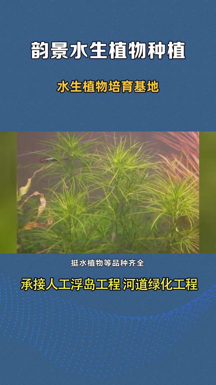 金鱼藻苗 水生植物培育基地 西安水生植物批发