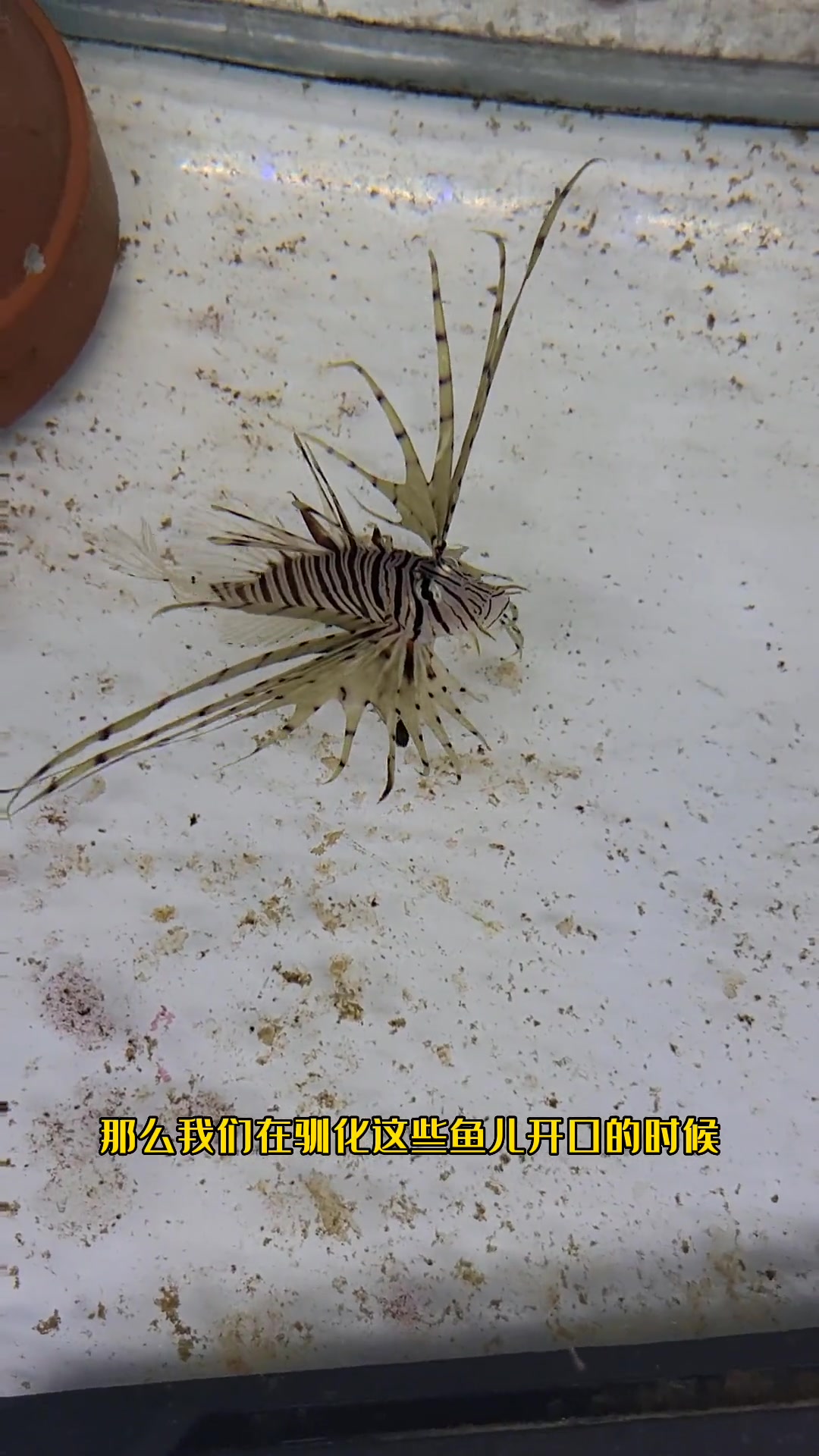 怎样训化鱼儿开口?拿狮子鱼试一试(该方法仅限于部分大型鱼类试用)海水鱼 海缸日记 海缸 海