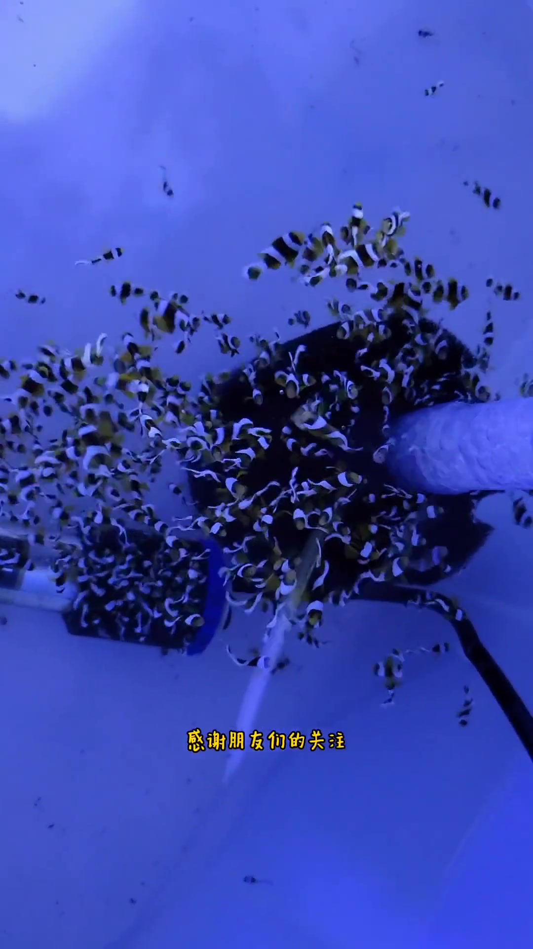 第105集|海缸小知识(88)春天来了,小家伙们加油!海缸 海缸日记 海水鱼珊瑚 海水鱼 