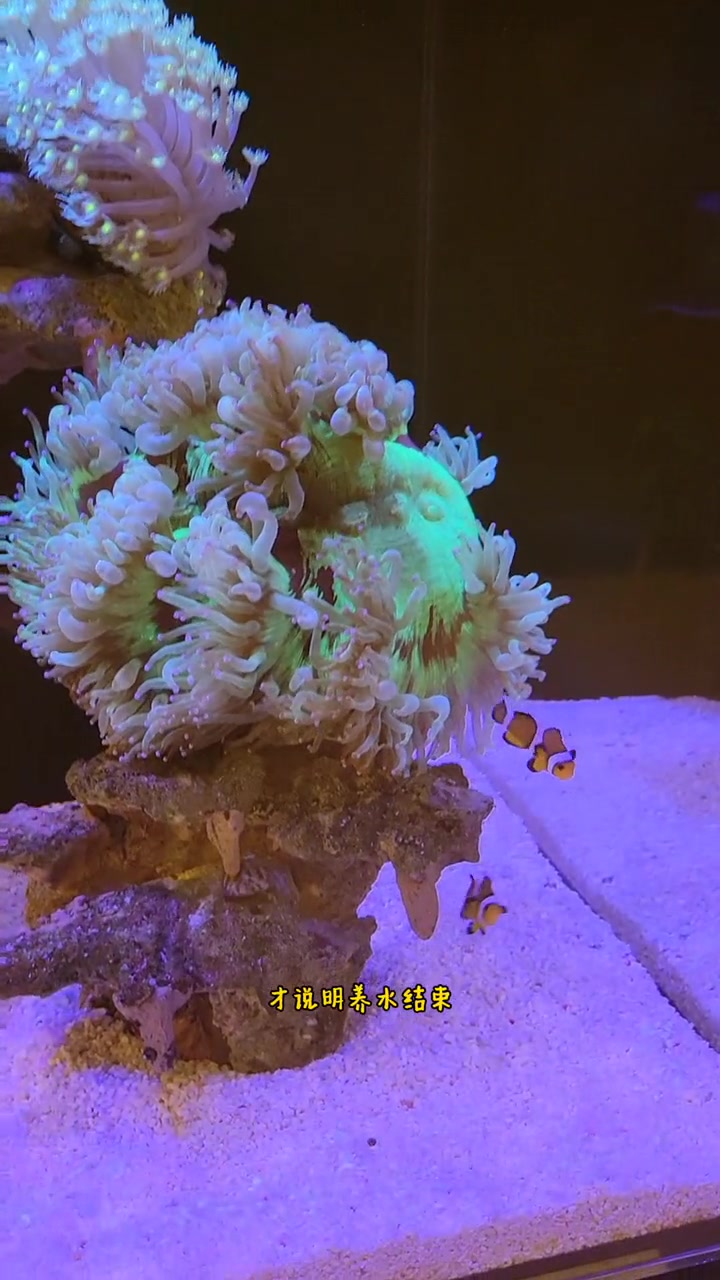 第20集|海缸小知识(17)用虾肉臭鱼来养水真的可以吗?水族 鱼 海水鱼