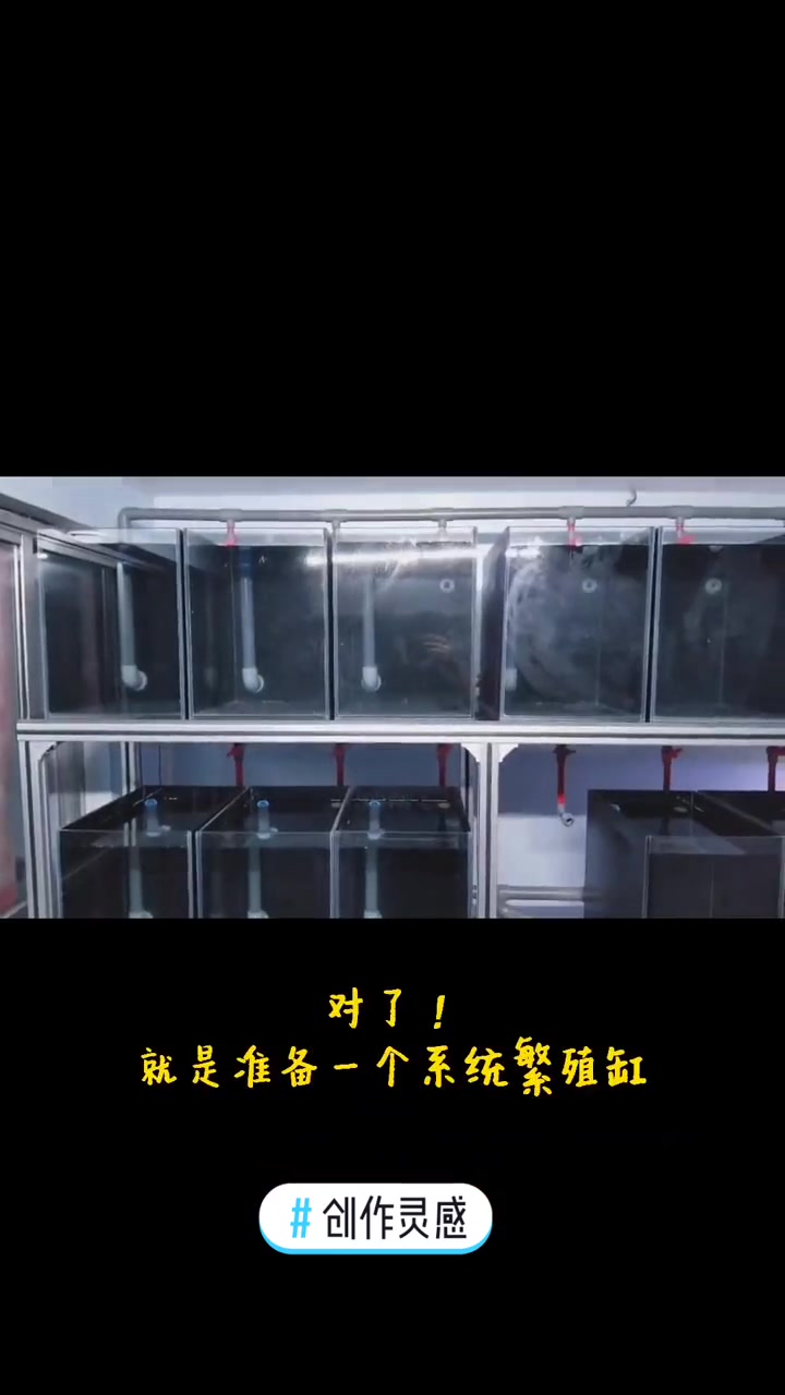 我们的海-小丑鱼繁殖,小丑鱼爸爸妈妈生孩子(二)创作灵感 水族 观赏鱼