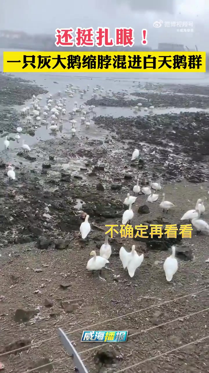 「就……还挺扎眼的!一只灰大鹅缩脖混进白天鹅群」近日,山东威海。有游客在荣成烟墩角发现一群