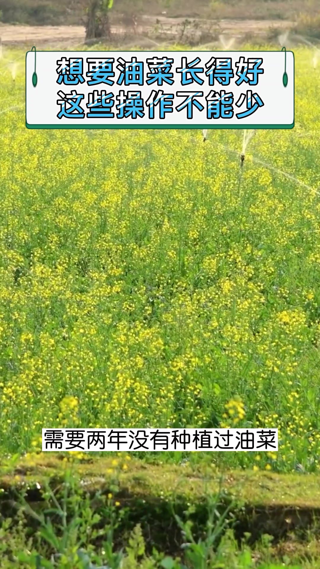 油菜花的种植技巧