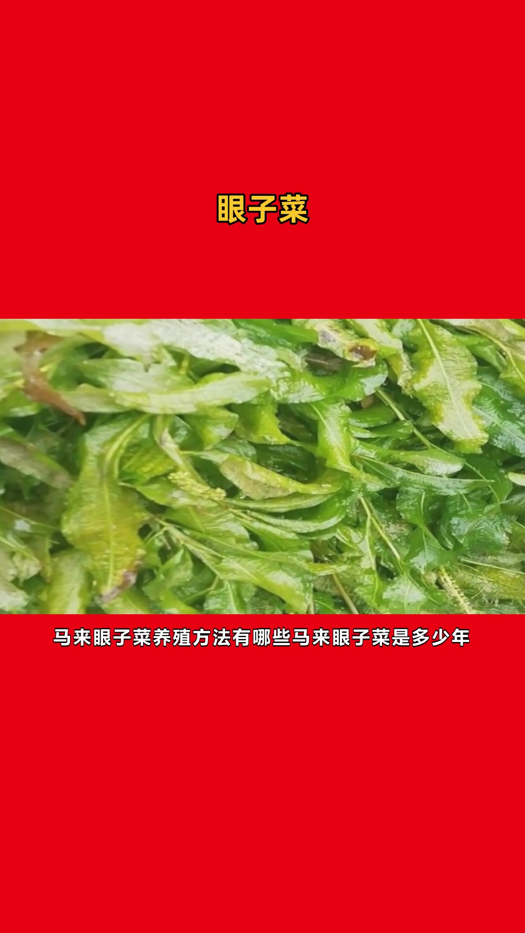 马来眼子菜介绍