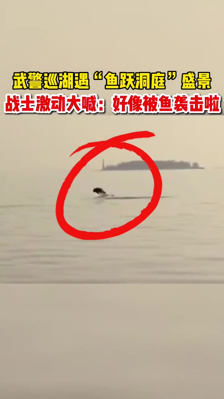 武警巡湖遇“鱼跃洞庭”奇观!战士激动大喊:好像被鱼袭击啦!江豚 洞庭湖 鱼 长江生态保护