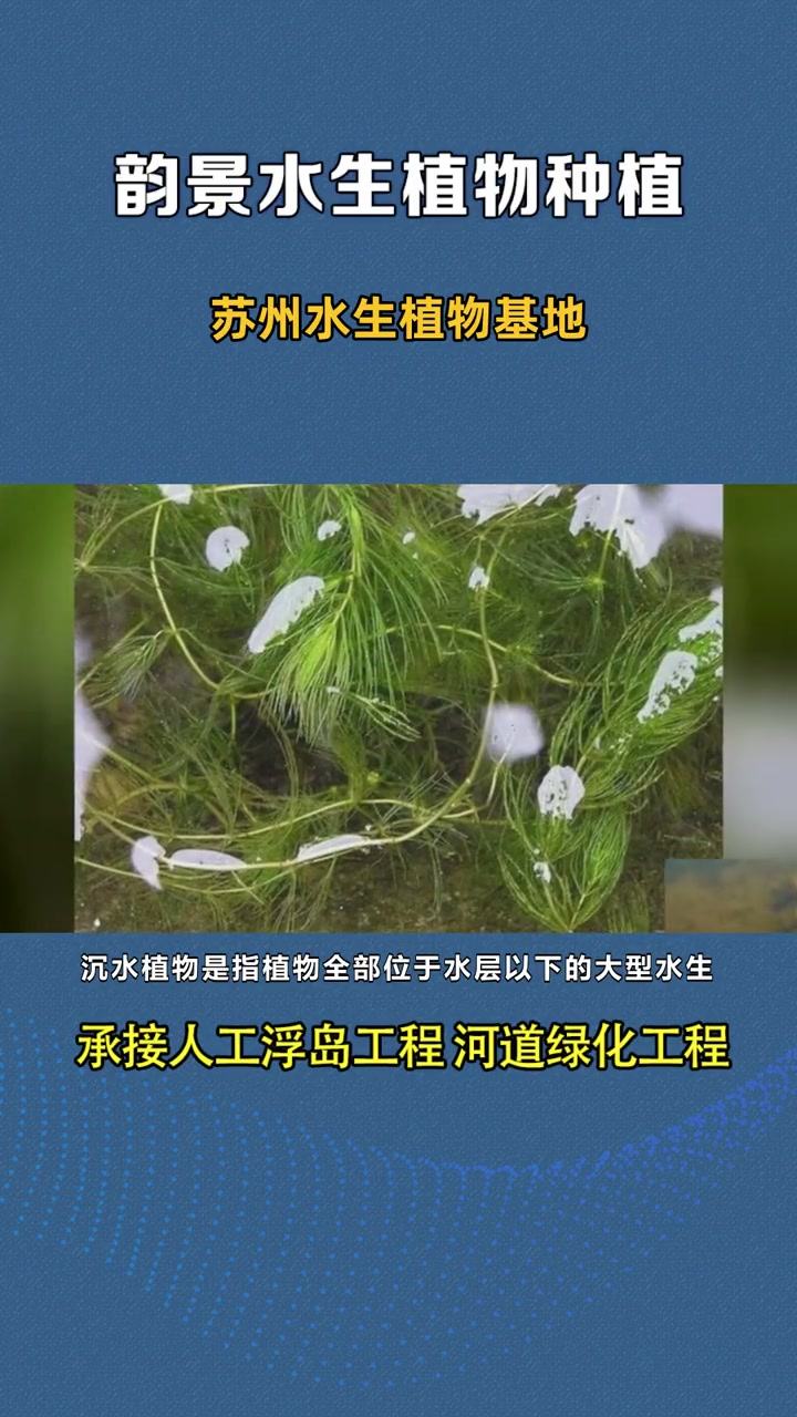 金鱼藻哪里有卖 苏州水生植物基地 湖南水生植物批发